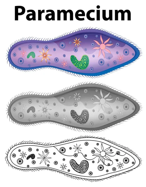 Διάγραμμα που δείχνει paramecium σε τρία σχέδια — Διανυσματικό Αρχείο