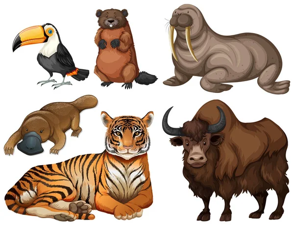 Diversi tipi di animali selvatici — Vettoriale Stock