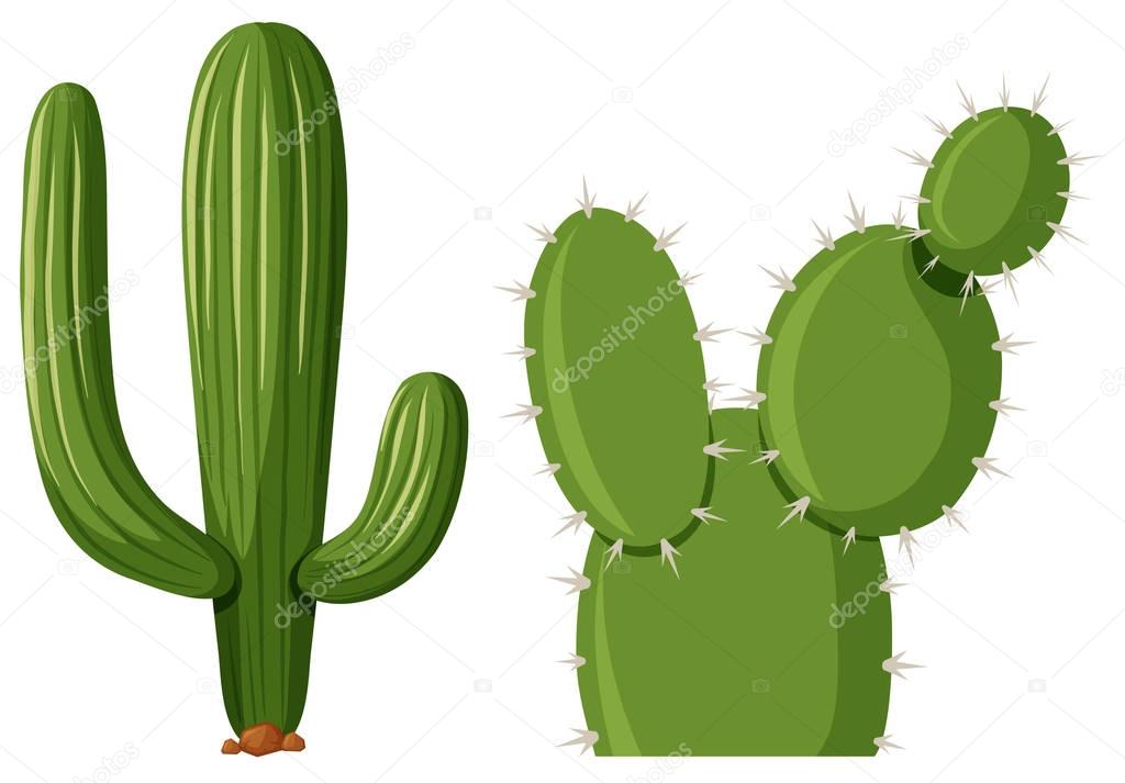 Two types of cactus plant