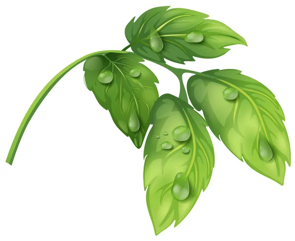 Зеленые листья с водяными росами — стоковый вектор