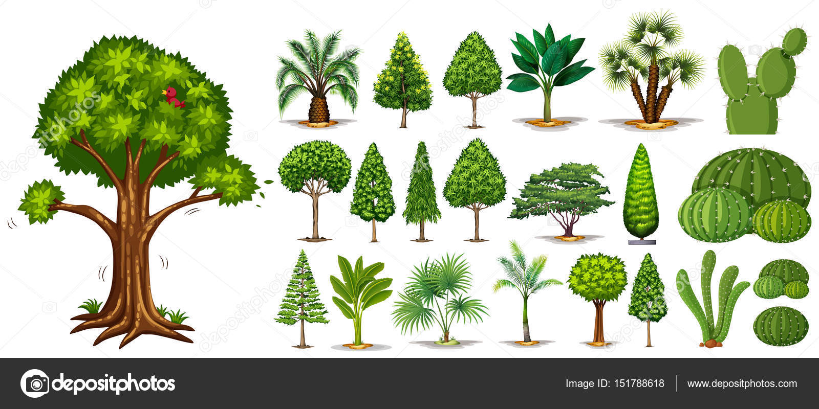 types of trees with pictures and information
