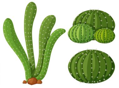 Üç tür kaktüs bitkileri