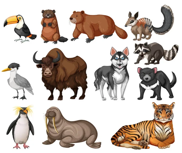 Différents types d'animaux sauvages — Image vectorielle