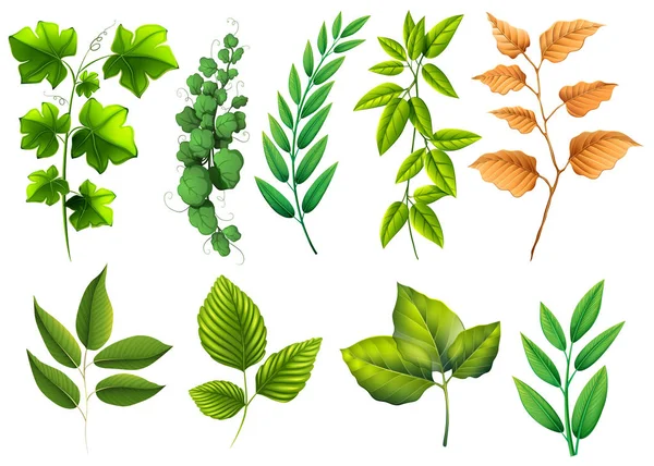 Различные типы зеленых листьев — стоковый вектор
