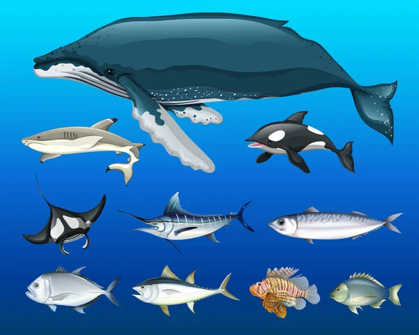 Different types of sea animals — Stock Vector