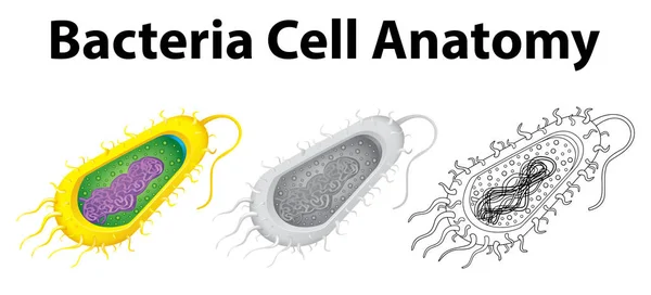Caráter doodle para a anatomia celular das bactérias — Vetor de Stock