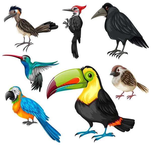 野鳥の種類 — ストックベクタ