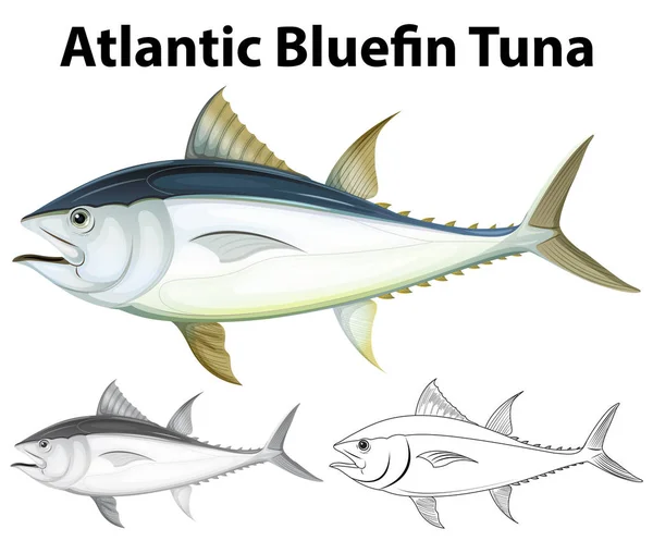 Drafting character for atlantic bluefin tuna — Stock Vector