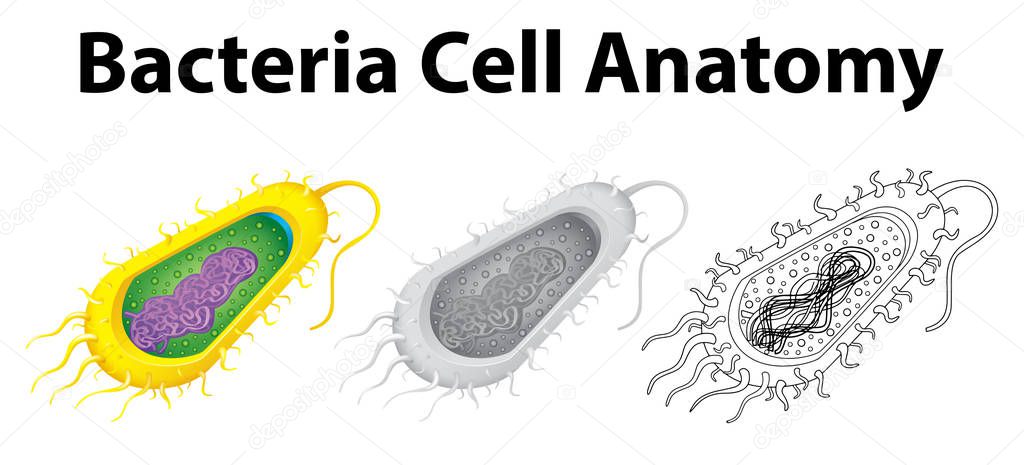 Doodle character for bacteria cell anatomy