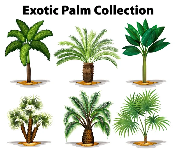 Olika typer av exotiska palmer — Stock vektor