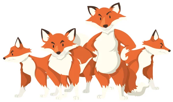 Fyra rävar på vit bakgrund — Stock vektor