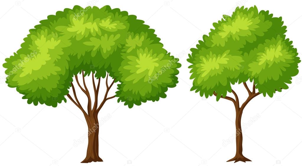 Two sizes of green tree