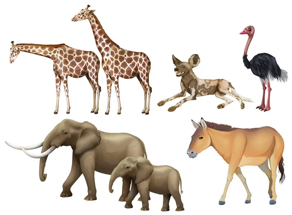 П'ять видів диких тварин — стоковий вектор