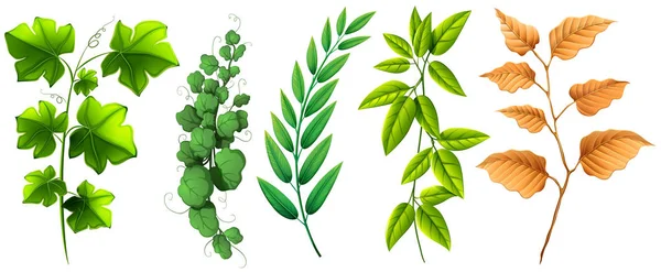 Различные типы зеленых листьев — стоковый вектор