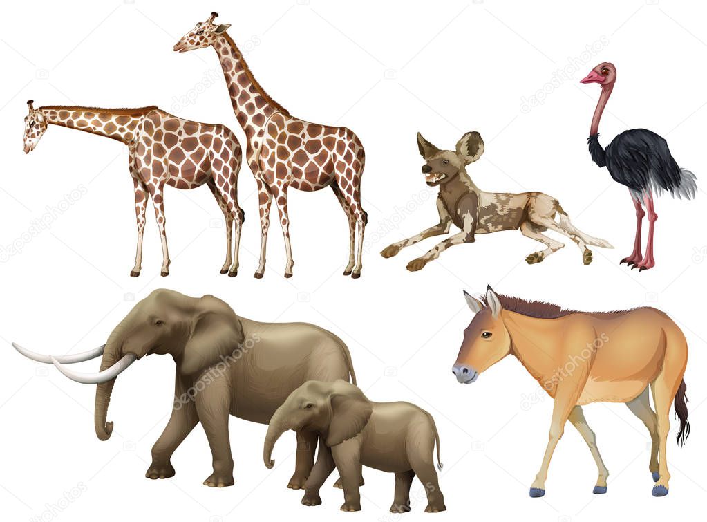 Five types of wild animals