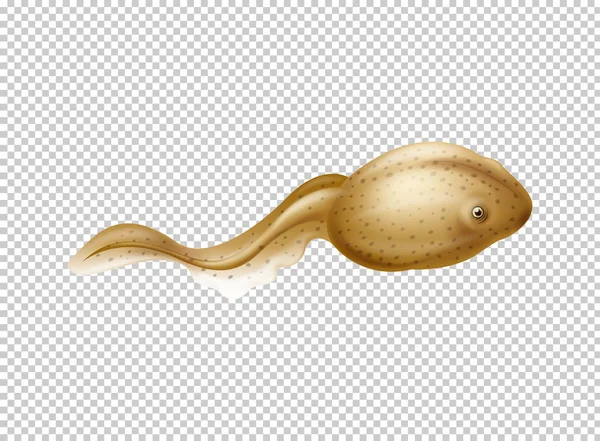 Brown tadpole on transparent background — Stock Vector
