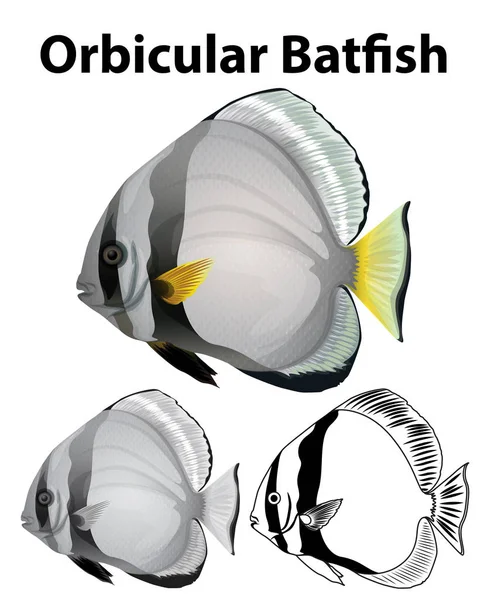 Orbicular batfish ve třech skicách — Stockový vektor