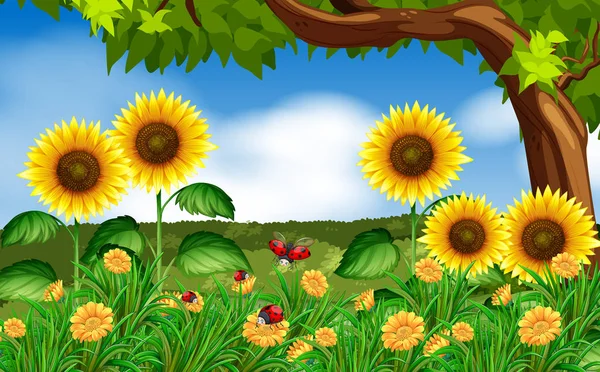 Sonnenblumen und Marienkäfer im Garten — Stockvektor