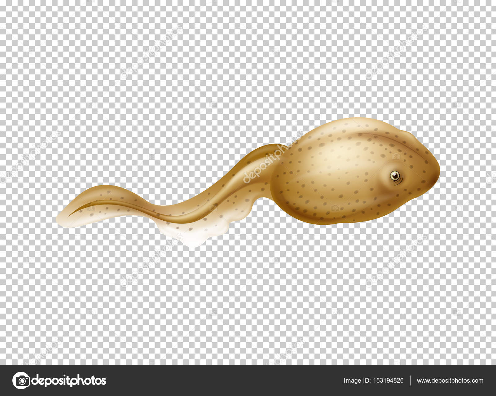Tadpolストックベクター ロイヤリティフリーtadpolイラスト ページ 2 Depositphotos Tadpolストックベクター ロイヤリティフリーtadpolイラスト ページ 2 Depositphotos