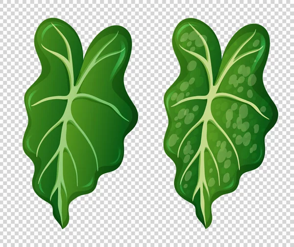 Dva vzorky na zelených listech — Stockový vektor