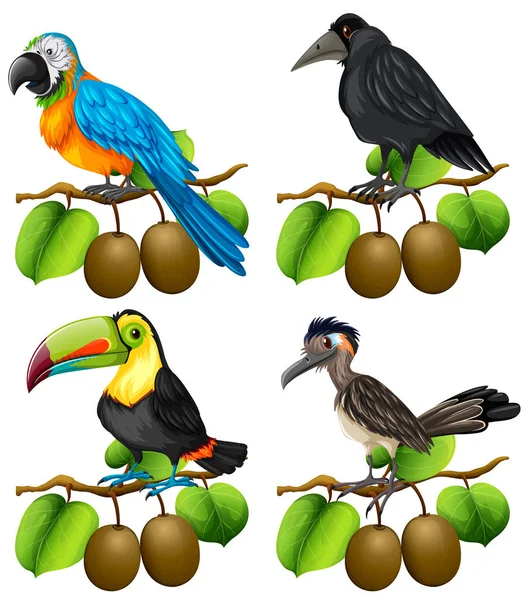Diversi tipi di uccelli sul ramo di kiwi — Vettoriale Stock