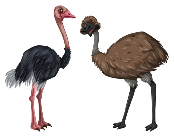 EMU a pštros na bílém pozadí — Stockový vektor