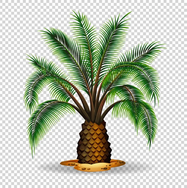 Palm tree on transparent background — Stock Vector