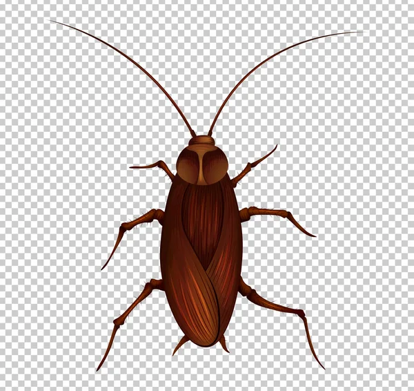 Cucaracha marrón sobre fondo transparente — Vector de stock