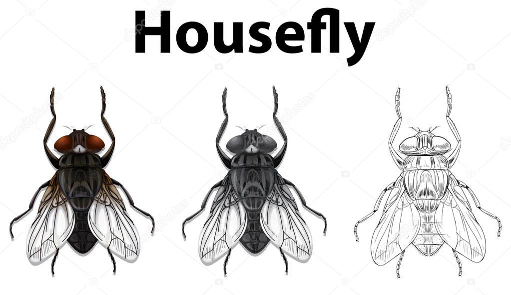 Doodle animal for housefly