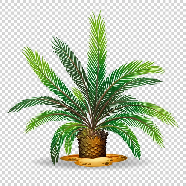 Palmboom op transparante achtergrond — Stockvector