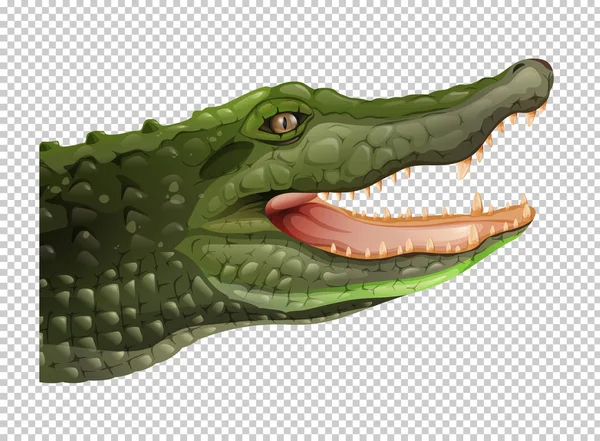 Krokodýl hlavu průhledné pozadí — Stockový vektor