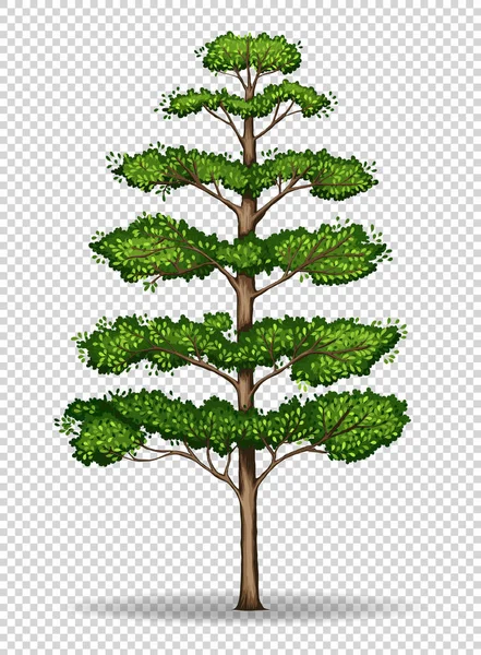 Árbol alto sobre fondo transparente — Vector de stock