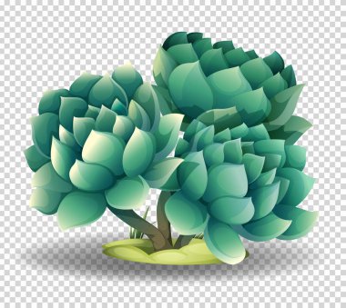 Şeffaf arkaplanda kaktüs çiçeği