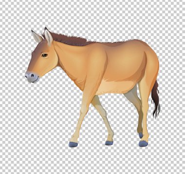 Saydam arka plan üzerinde eşek