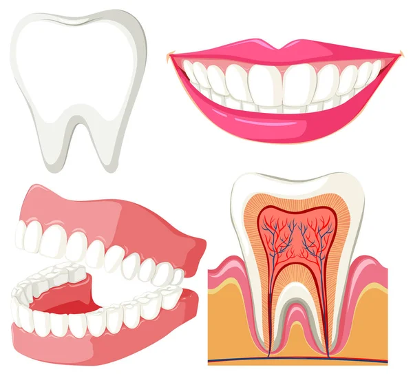 Diagrama que muestra boca y dientes — Vector de stock