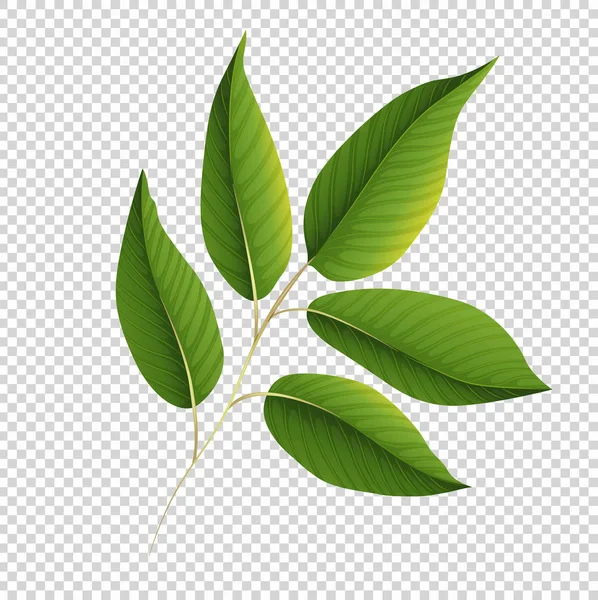 Green leaves on transparent background