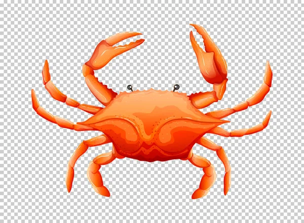 Crab on transparent background — Stock Vector