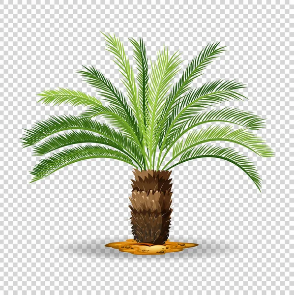 Tipo de palmera sobre fondo transparente — Vector de stock