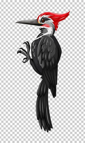 透明背景下的黑色啄木鸟 — 图库矢量图片