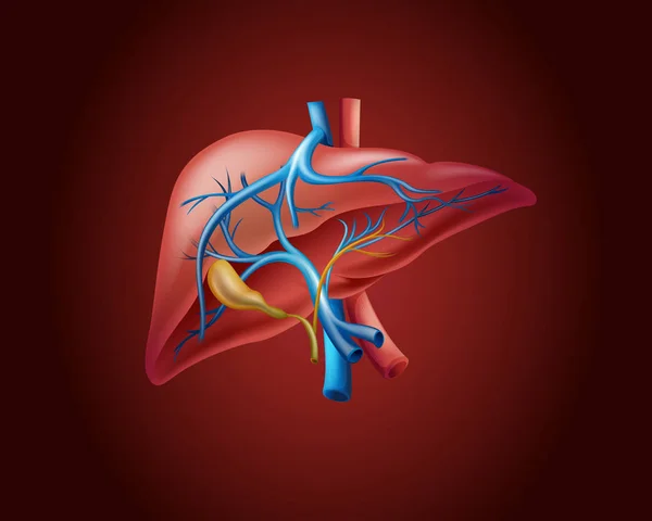 Hígado humano sobre fondo rojo — Vector de stock