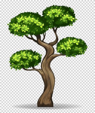 Bonsai ağacı şeffaf arka plan üzerinde