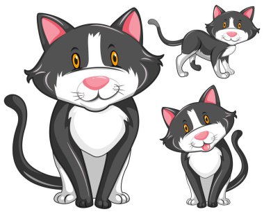 Üç farklı pozisyonlarda kedi