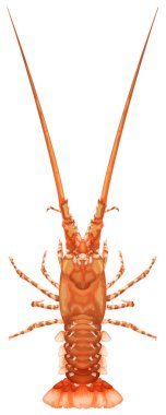 Beyaz arkaplanda ıstakoz