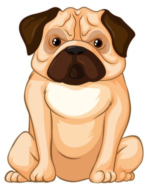 Beyaz arka plan üzerinde oturan küçük pug köpek