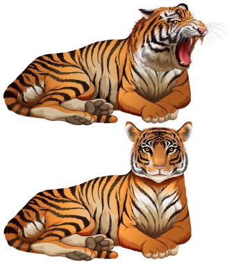 Wild tigers on white background clipart