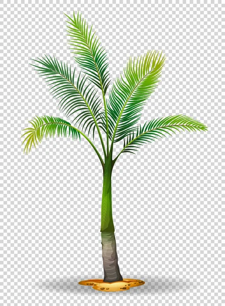 Palmboom op transparante achtergrond — Stockvector