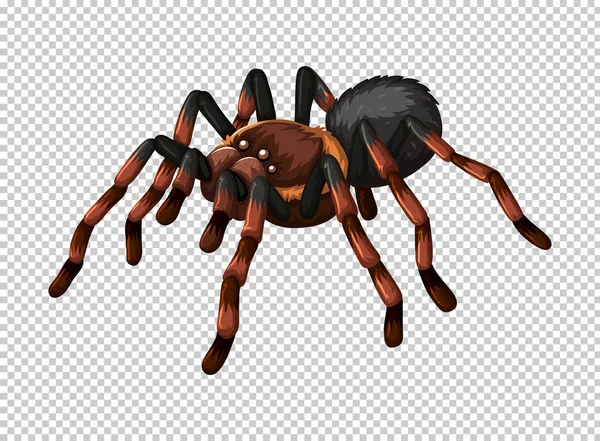 Wild spider na průhledném pozadí — Stockový vektor