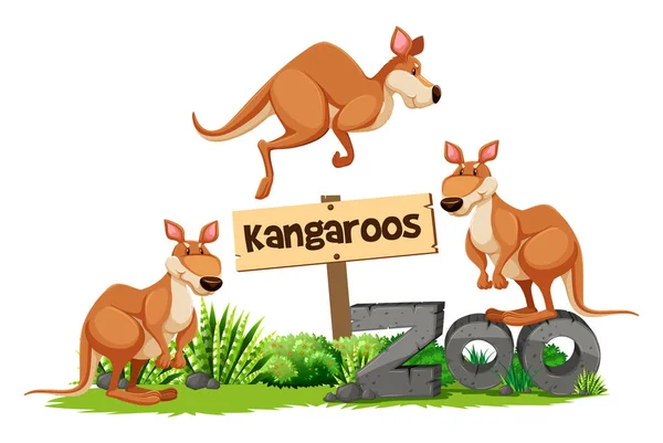 Trois kangourous au panneau du zoo — Image vectorielle