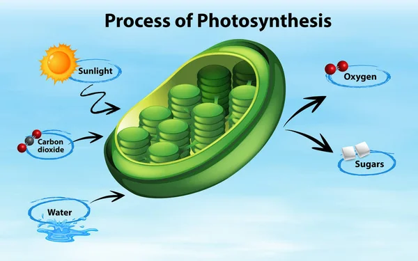 Diagram showing process of photosynthesis — Stock Vector