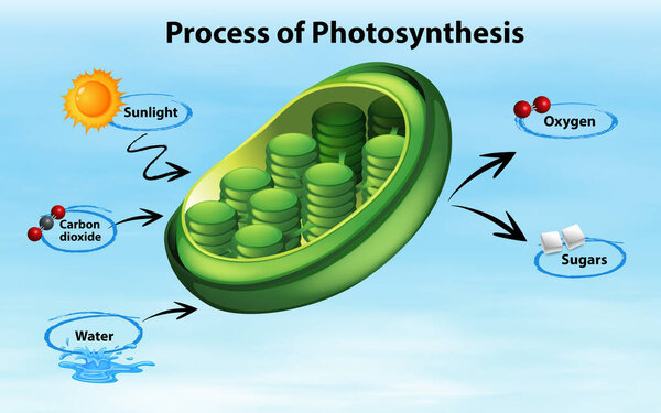 Diagram showing process of photosynthesis